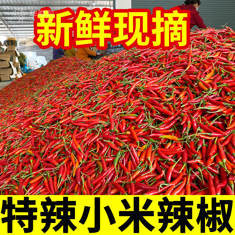 新鮮現(xiàn)摘小米辣椒小米辣小米椒朝天椒特辣指天椒廣東云南山東 實惠裝 3斤 【日常調(diào)味調(diào)料】