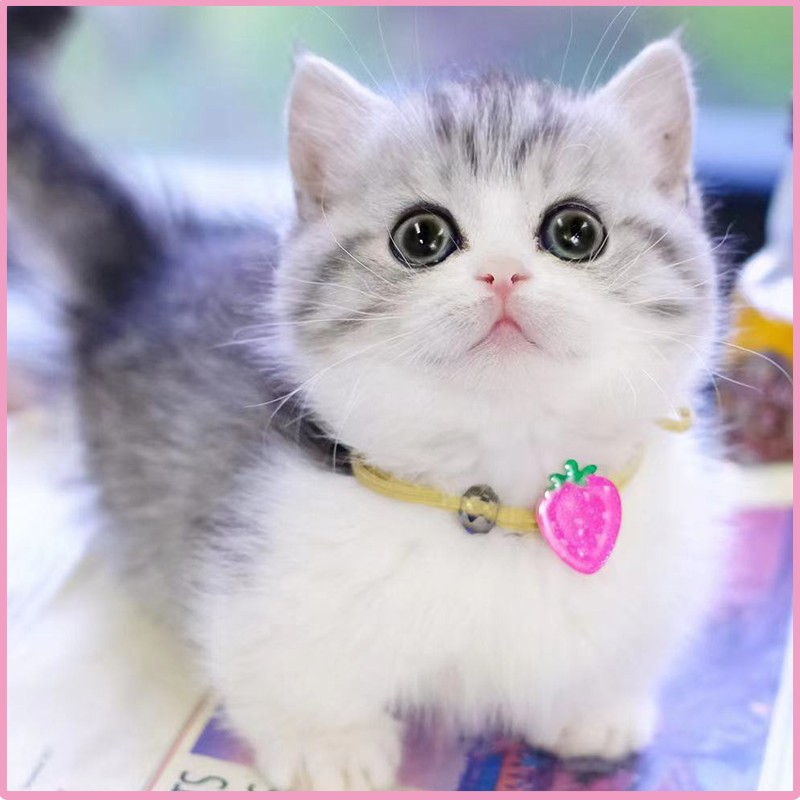 崽银渐层金渐层蓝白小猫咪活物活体幼猫折耳英国短毛猫小短腿篮猫便宜