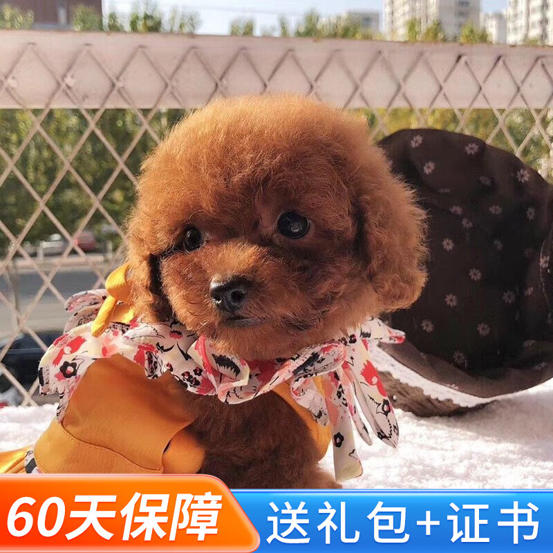 玄寵泰迪狗幼犬貴賓犬活體純種寵物狗泰迪狗小型犬茶杯體 血統(tǒng)級 紅色 母