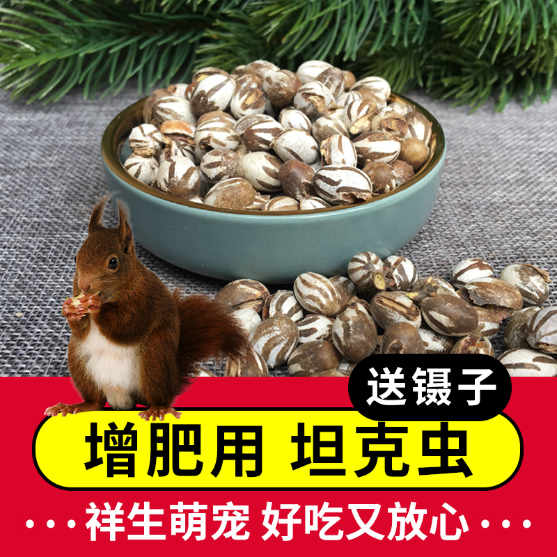 yee仓鼠吃的坦克虫蜜袋鼯活仓鼠零食虫子虫卵幼虫粮食杨拉罐 10颗