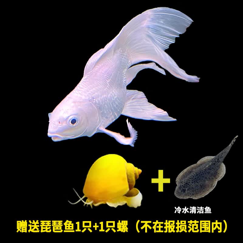 OIMG蝴蝶鲤观赏鱼活鱼大鳍长尾短身纯种球体红色贵妃冷水锦鲤鱼苗活体 (贵妃)10-12cm 6条 带饲料高性价比高么？