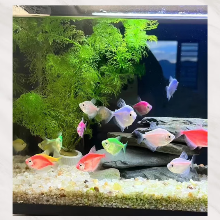 【顺丰快速发货】3-5CM彩色天使鱼 群游观赏鱼淡水活体小型鱼好养 七色(翡翠/蓝/红/黄/粉/绿/紫) 12条+2条备损(七色各2条)3-5CM大号