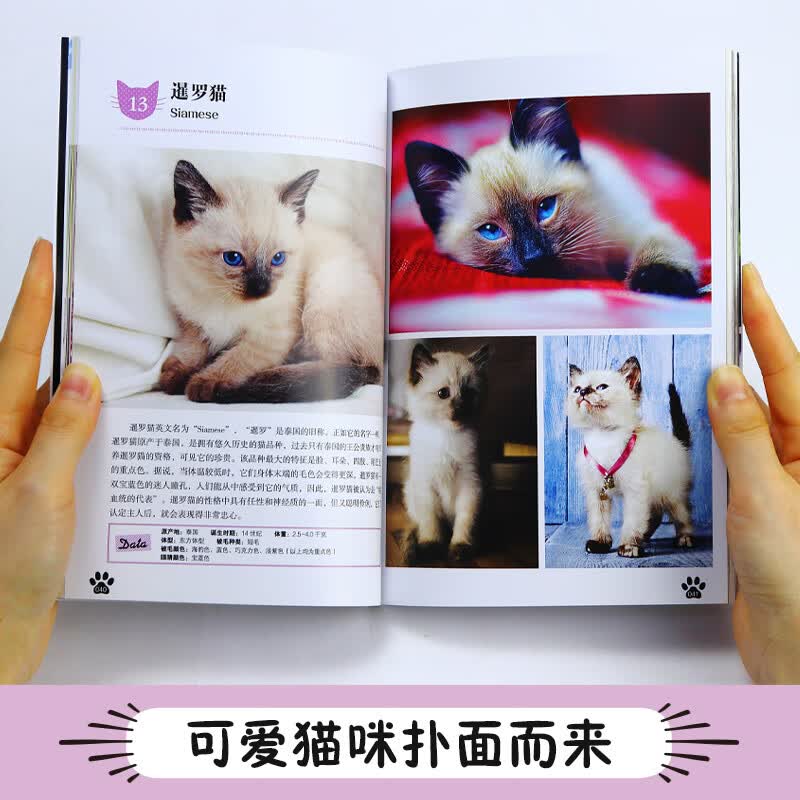 小猫