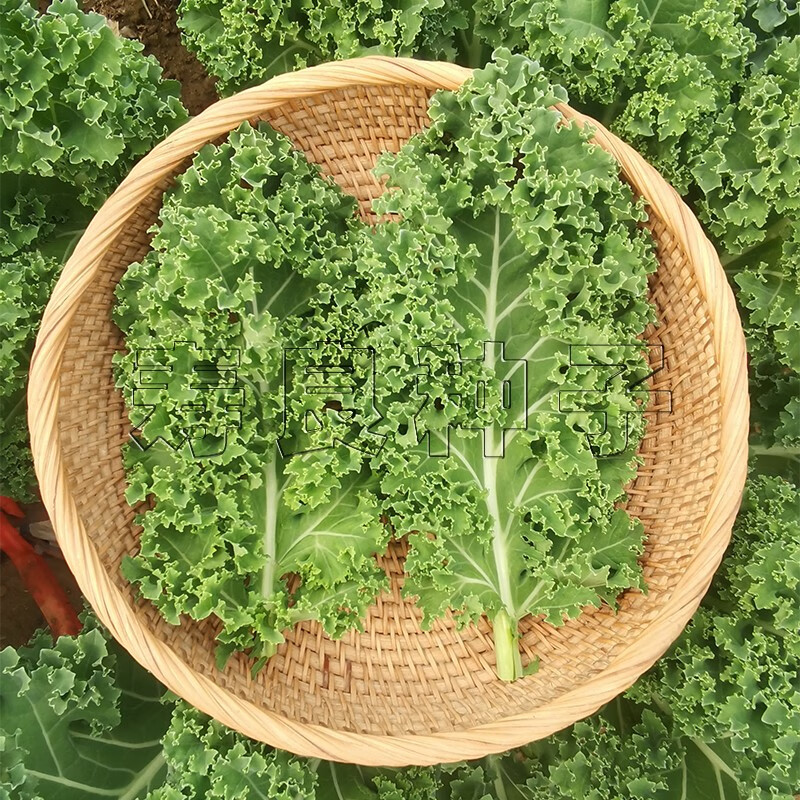 观赏绿化四季盆栽日本特色蔬菜种子 新鲜蔬菜:250克绿花边叶用甘蓝
