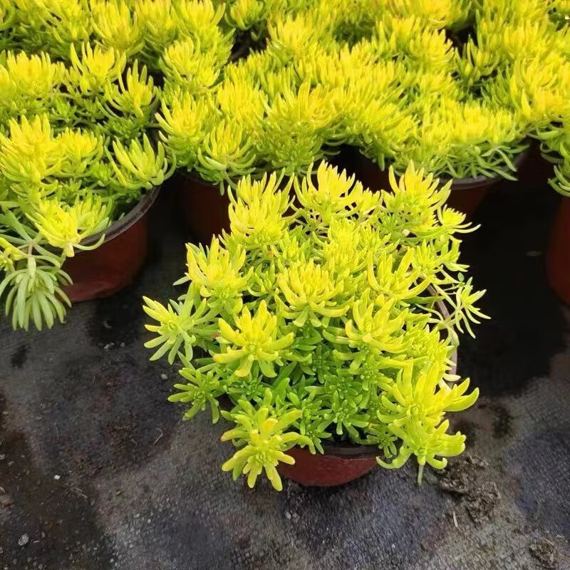 花客悦黄金佛甲草多年生四季常绿屋顶庭院草坪绿化耐寒耐旱金叶中华