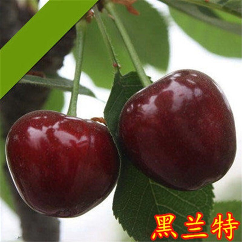 盆栽车厘子树苗当年结果苗庭院地栽耐寒果树苗 黑兰特【买二松一】 5