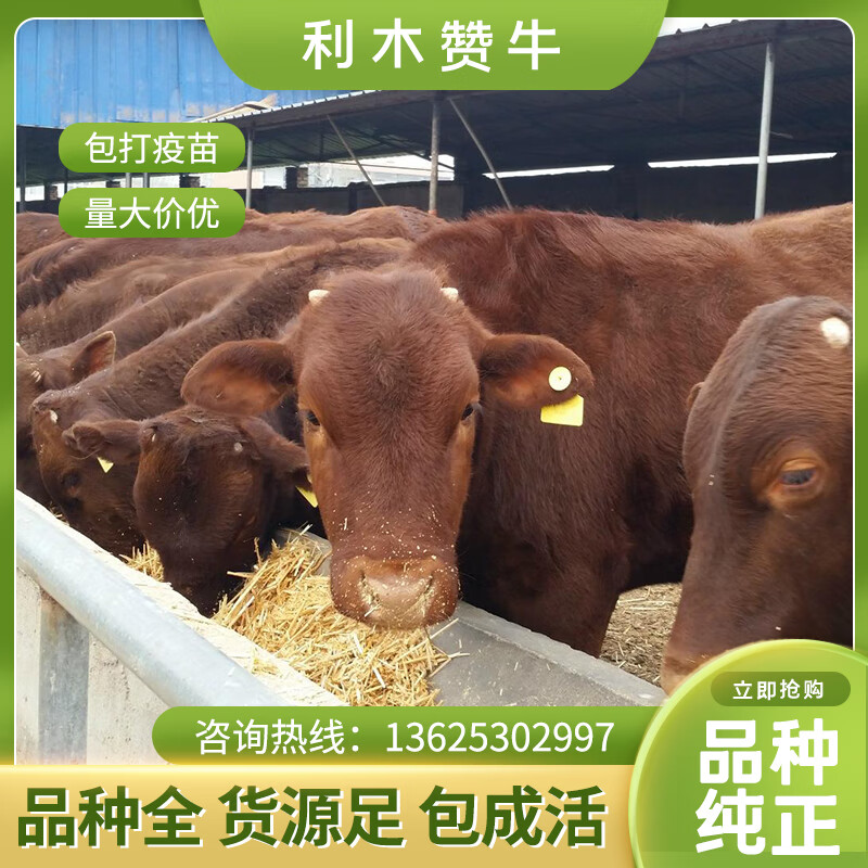 利木赞牛苗牛犊子活体纯种小牛苗改良肉牛怀孕母牛小牛犊利木赞牛