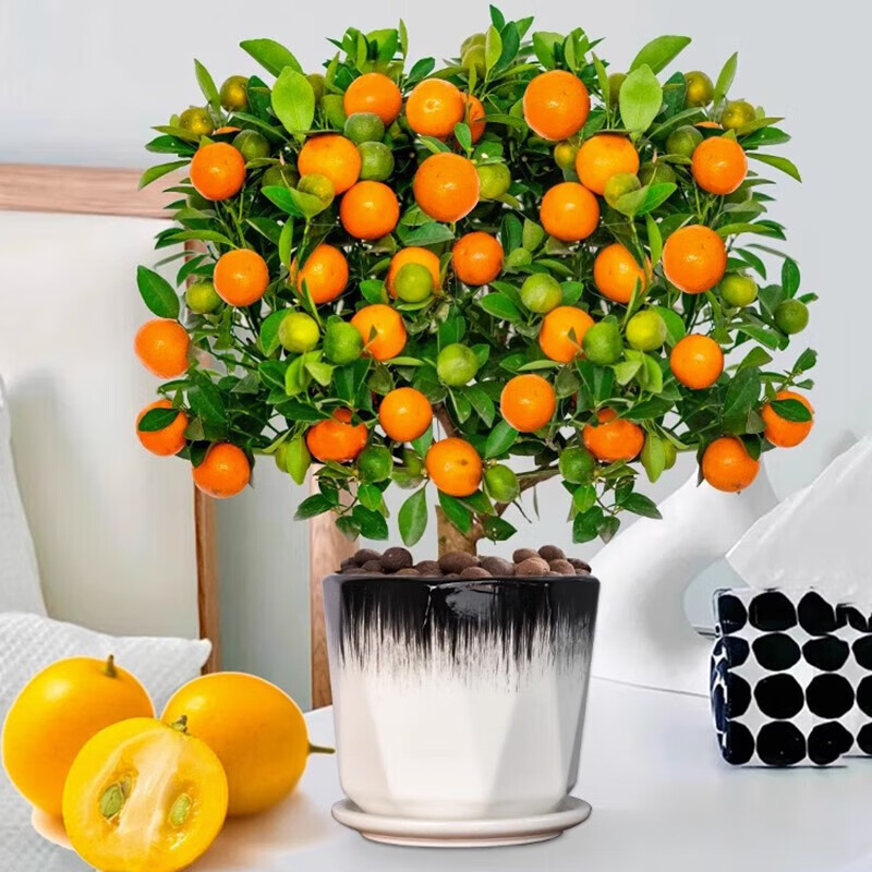 花友中梦多季金桔树年桔冬季客厅年宵花盆栽金橘子树苗 四季金桔树