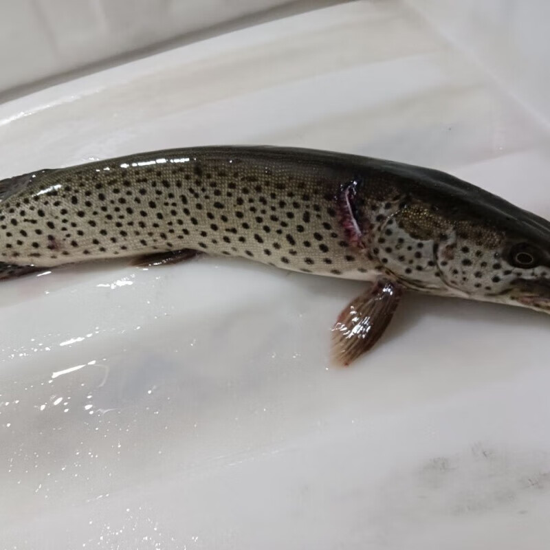 够印顺丰速运东北纯江狗鱼鲜活速冻发货开江鱼 一条鱼3斤江狗鱼