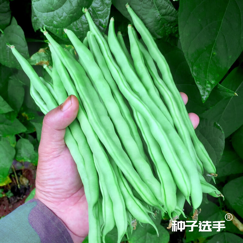 hizi)豆角种子小金豆玉豆白花四季豆有架春季蔬菜 宁芸嫩玉小金豆种子