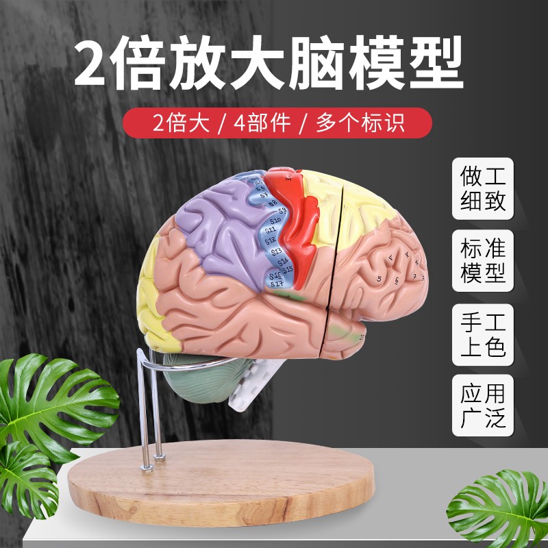 正品高端醫學 神經科腦科人體大腦解剖 大腦模型 腦分區模型 二倍放大