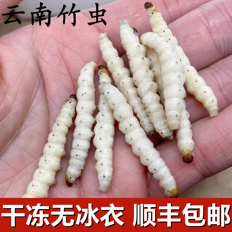 嫩个云南特产野生竹虫鲜新冷冻冰冻竹节虫竹蛹500克顺丰不带冰 无冰衣