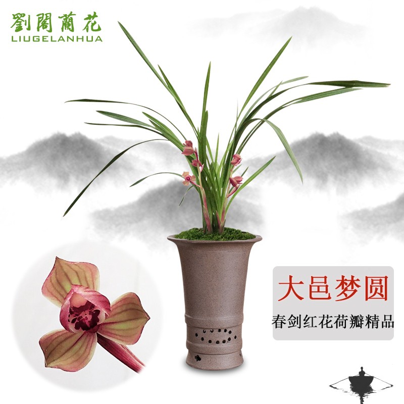 皇梅 冬带花苞出售兰草室内绿植花卉盆栽 大邑梦圆2苗连体