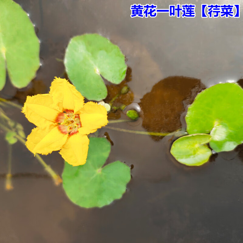 墨薰槿卡梵硕黄花一叶莲荇菜盆栽鱼缸植物浮萍水草阳台水生水培花卉