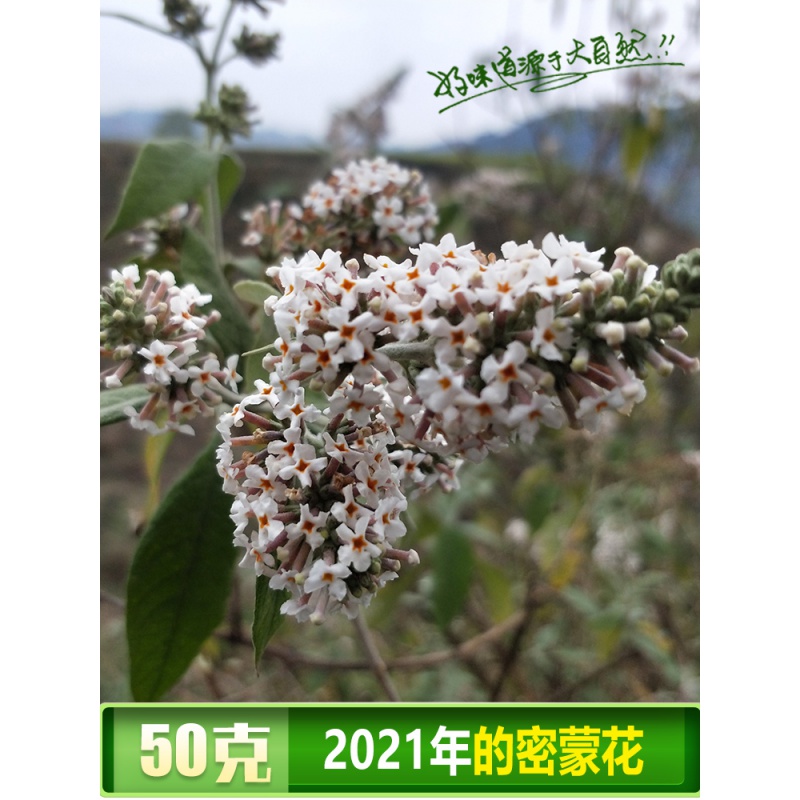 虎钢馋贵州广西特产新鲜野生密蒙花染饭花糯米花植物染料花米饭黄饭花
