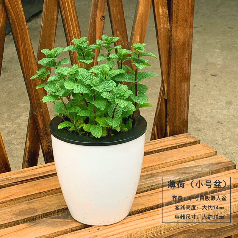 薄荷盆栽可食用新鲜薄荷叶盆栽清凉茶可做冷饮的草室内驱蚊植物 薄荷