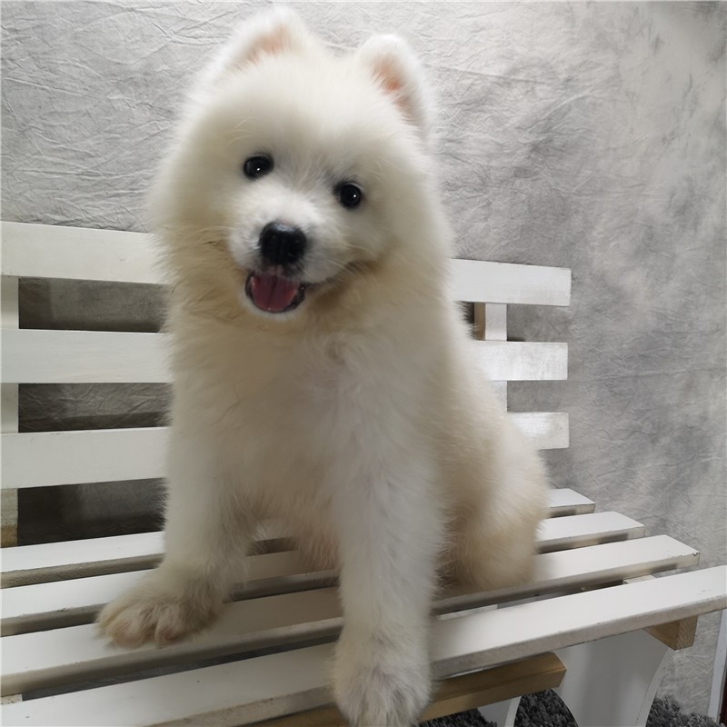 宠心伴 萨摩耶幼犬白色 狗狗活 萨摩耶幼犬微笑天使宠物活体雪橇犬狗