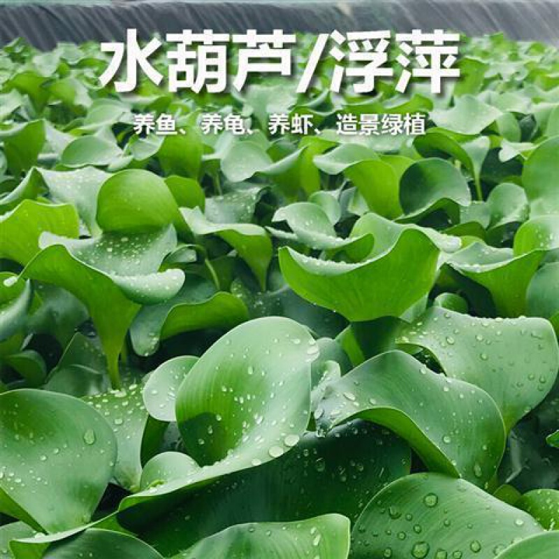 微型生态水草鱼缸制作按销量倒序商品比价销量最多收藏好评排行榜