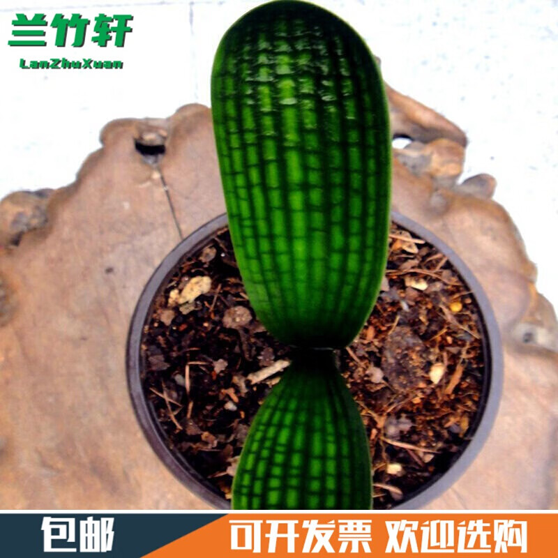 长春精品粗筋油匠花脸君子兰小苗室内客厅绿植花卉盆栽 精品小苗3片叶