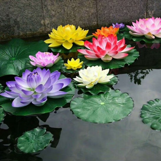 閔家山大睡莲鱼缸池塘水池水培植物水生花卉睡莲根块当年开花睡莲花 混色睡莲 8颗