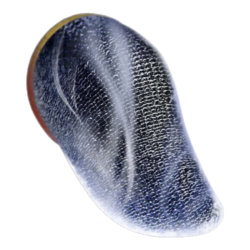 ָ 羺רϷָ Լָ׺ƽӢһһ 8.9Ԫ