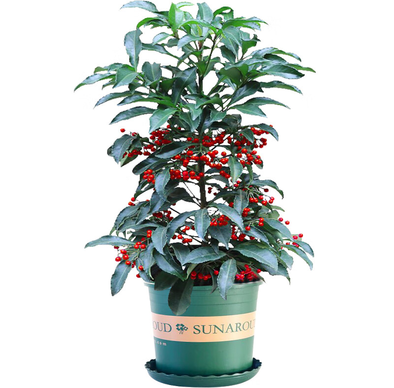 室内盆栽富贵子黄金万两富贵籽耐阴植物四季观果花卉耐寒带盆z 富贵子