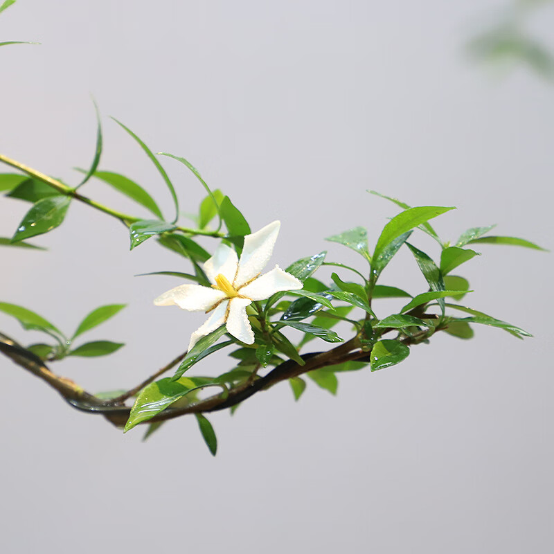 致荟树栀子花悬崖禅意造型桌面盆景栽客厅办公室内书房花卉浓香开花