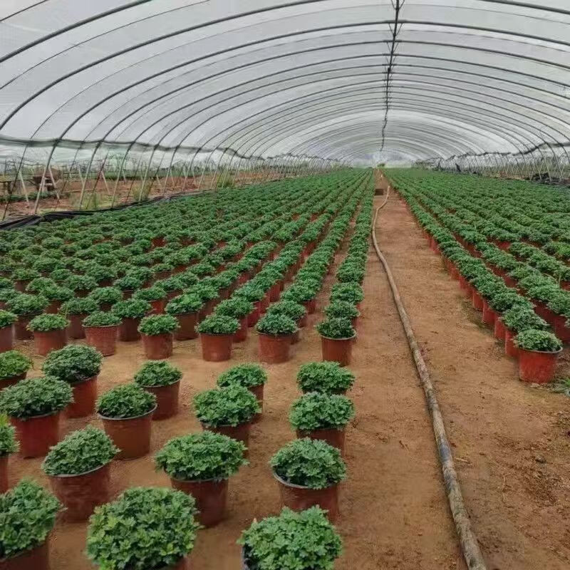 clcey大花菊花苗可食用金丝皇菊室内绿植菊花盆栽开花阳台庭院花卉 带