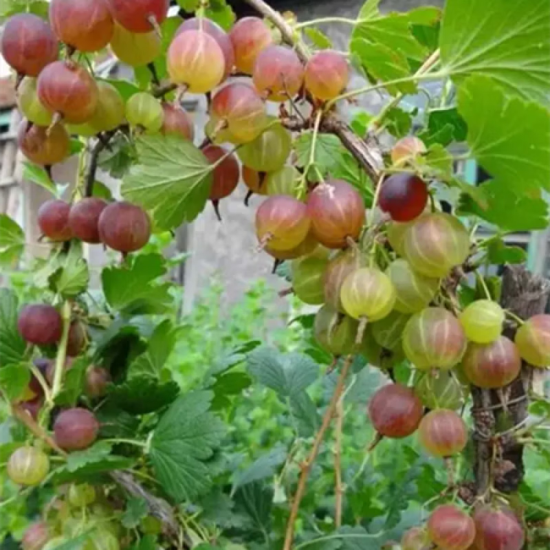 花姬 灯笼果树苗中植物醋栗苗南北方家庭盆栽绿植新奇趣味园艺易活 2