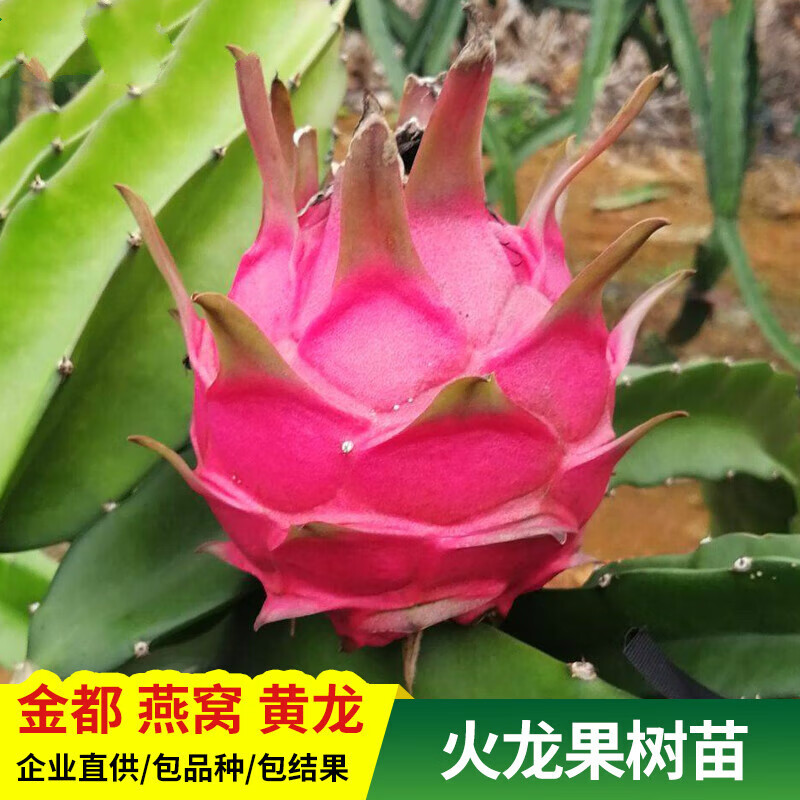 广西火龙果苗果树红心当年结果果树苗南方北方种植阳台庭院盆地栽