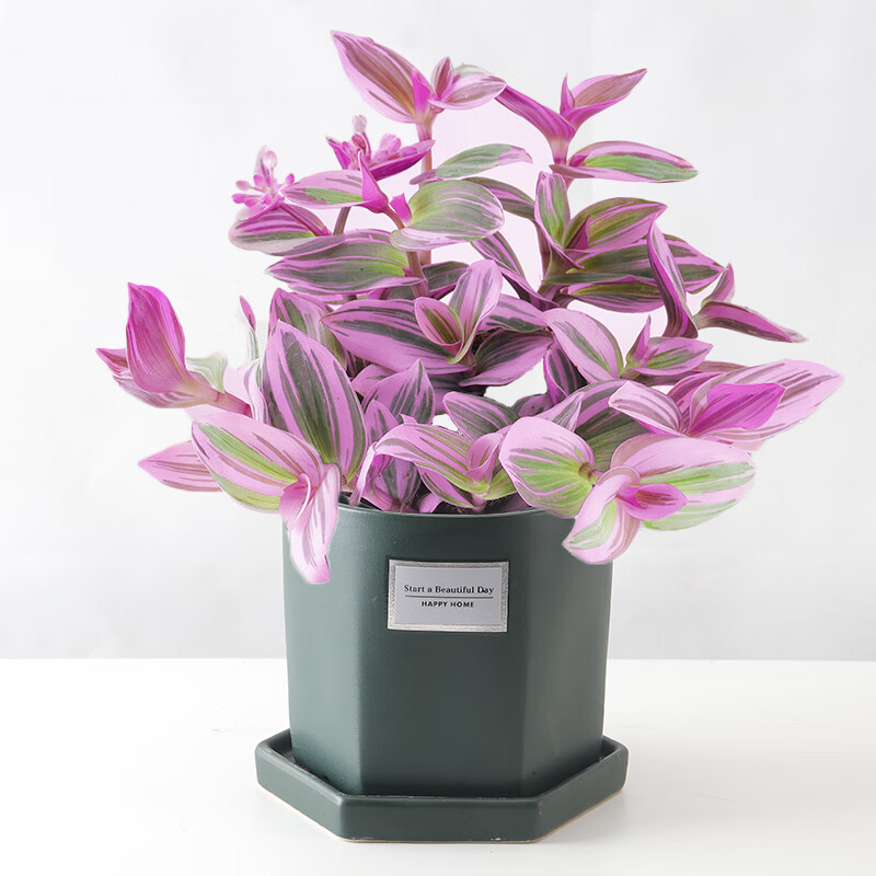 珊野油画婚礼吊兰大棵多肉锦花卉室内阳台绿植盆栽水培油画吊兰植物