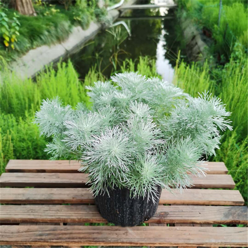 花姬 朝雾草 绵杉菊 银香菊 雪艾 银叶菊 芙蓉菊 庭院 吸 银色朝雾草