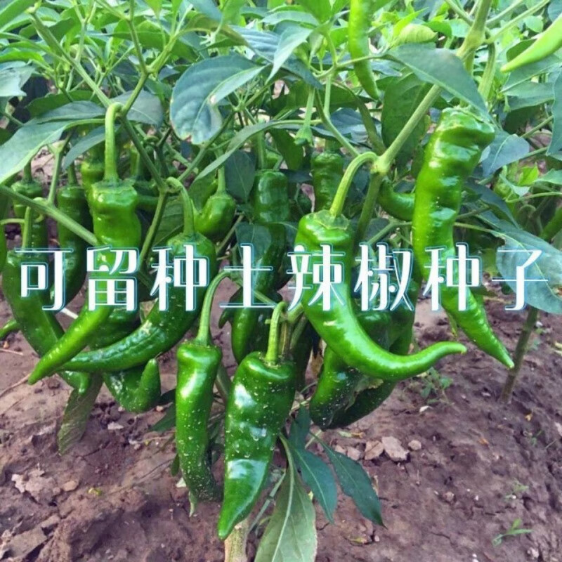种子可留种春季早熟丰产特辣薄皮青椒辣妹子尖椒种子 老品种辣椒种子