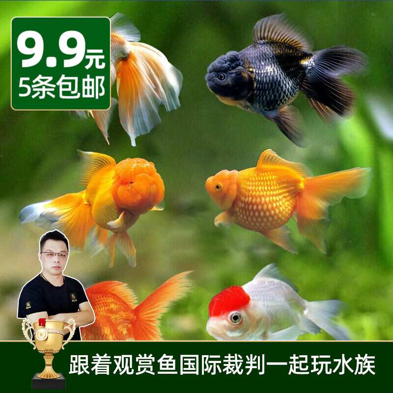 云峰海瑞观赏金鱼 冷水鱼 观赏鱼金鱼 活体鱼 淡水鱼小金鱼活鱼锦鲤鱼 金鱼4-6厘米5条（颜色随机）属于什么档次？