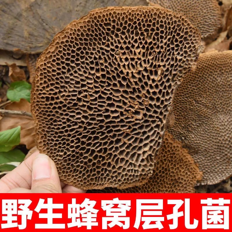 野蜂窝灵芝蜂窝层孔菌 毛蜂窝菌龙眼菌 泡水泡酒 100g