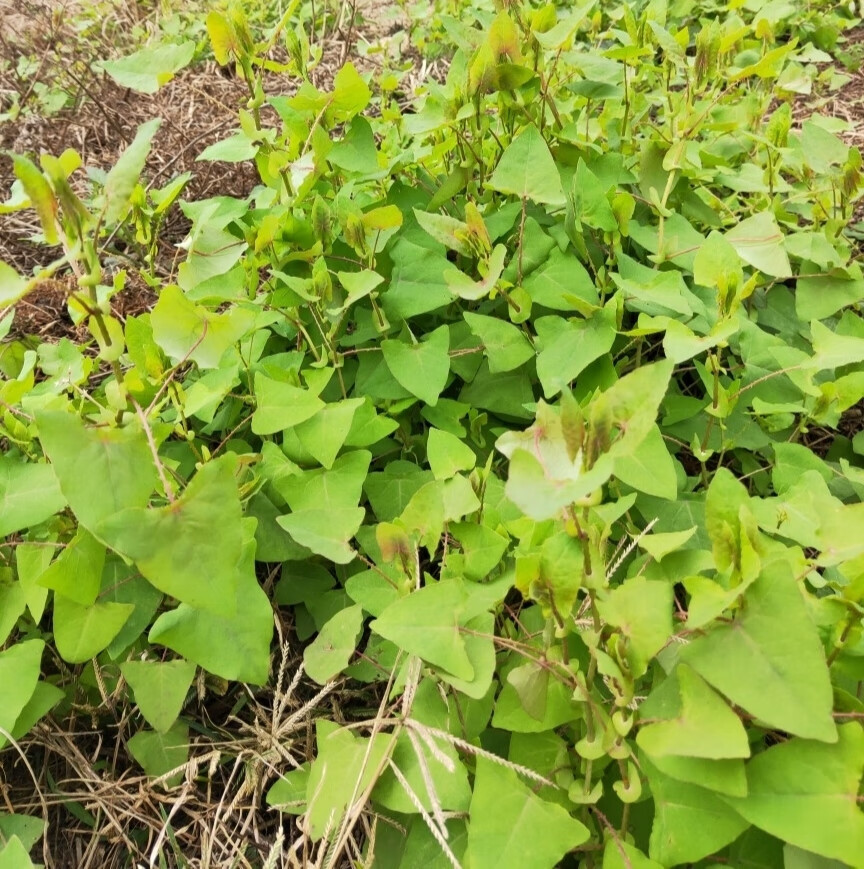 官i方【旗i舰i店】北京同仁堂天然新鲜杠板归 蛇倒退 蛇不过 河白草