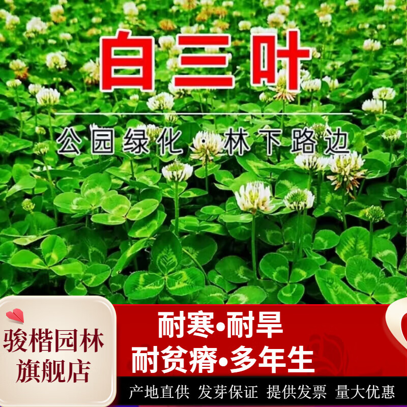 駿楷園林進(jìn)口牧草種子多年生黑麥草魚(yú)草四季可種耐寒養(yǎng)殖雞鴨鵝豬牛羊種籽 白三葉種子包衣/斤