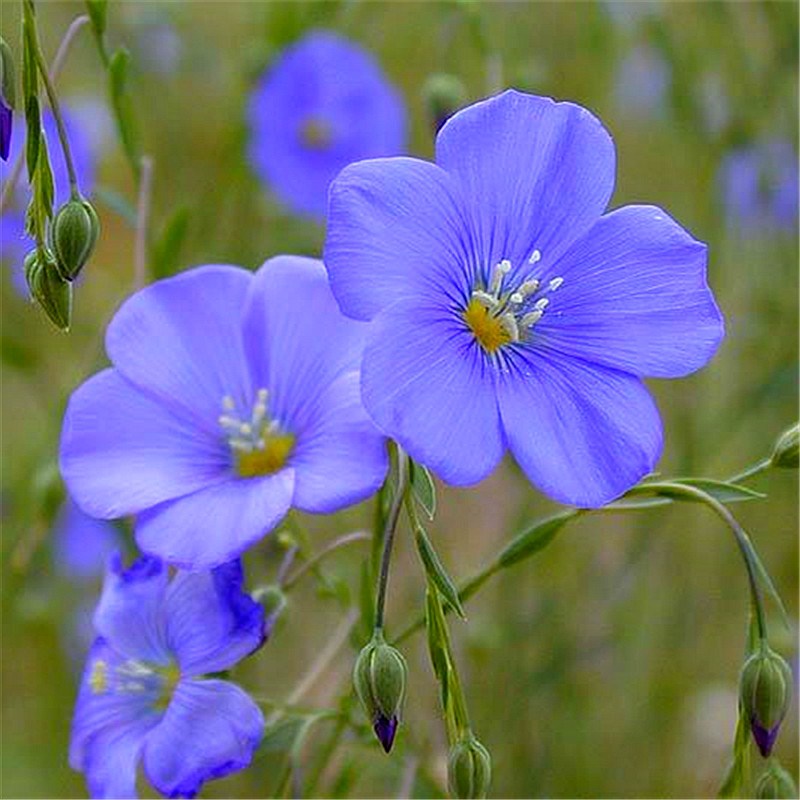 花乡古韵蓝花亚麻 阳台公园室内室外易种易活盆栽六倍利花卉种子花乡