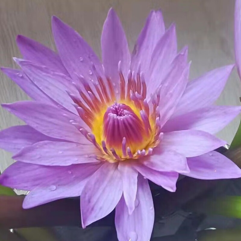 睡莲鲜花直发家庭客厅摆放云南基地批发水养家用供佛插花 紫色睡莲5枝