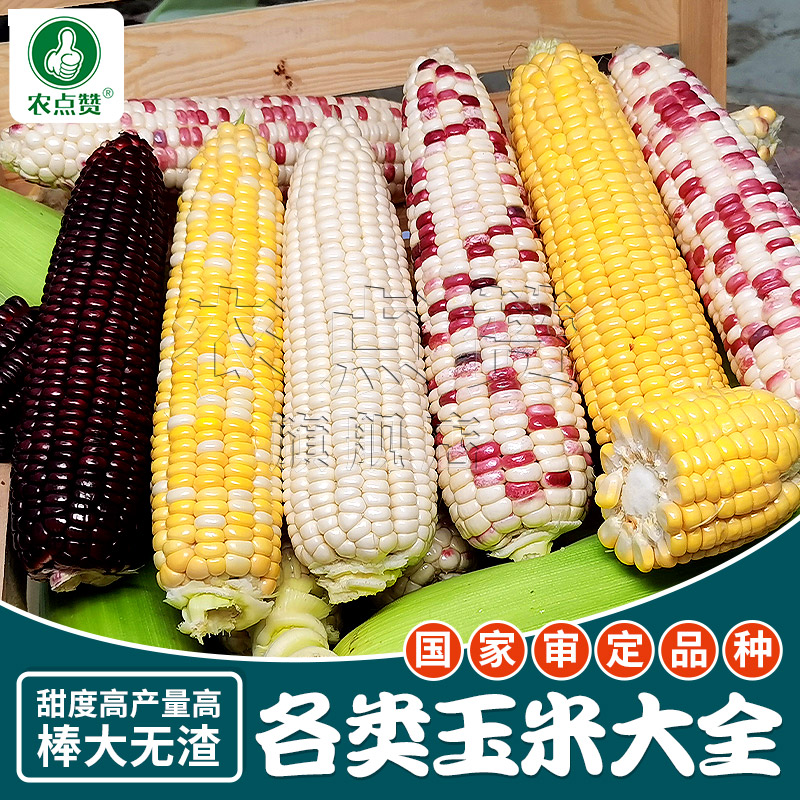 农点赞 黏糯甜玉米种子丰产矮大棒菜种籽菜籽种子蔬大全四季水果玉米
