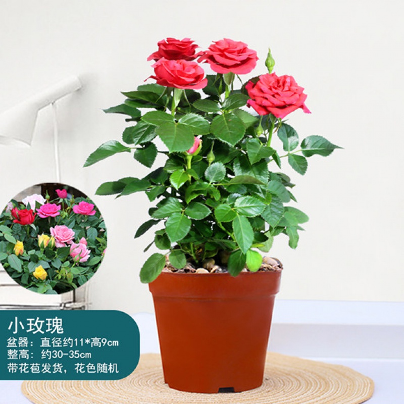 航诗玫瑰花水培植物绿植花卉盆栽鲜花绿植观花植物室内净化空气植物 1