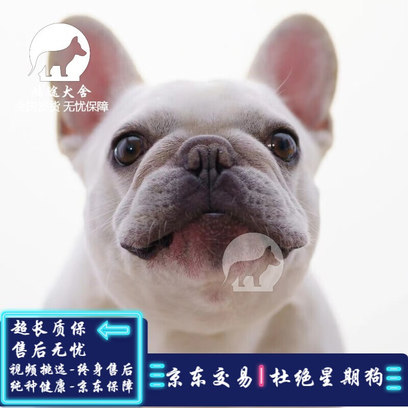 法国斗牛犬幼犬活体纯种蓝牛虎斑法牛奶油宠物狗法斗狗狗法国斗牛犬