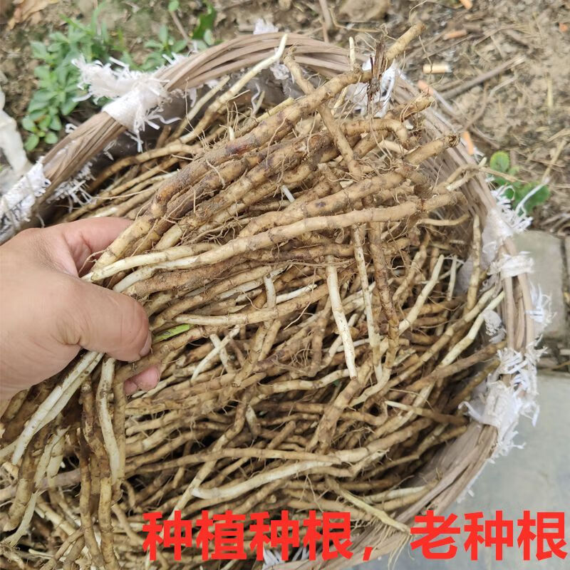 藜蒿種根 種植根 蘆蒿種根老種根蘆蒿籽蘆蒿種泥蒿藜蒿種根老根 3斤裝  種植根只能種植
