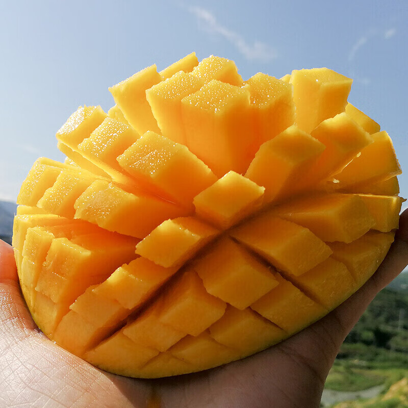 皓谦攀枝花凯特芒果水果新鲜应季当季 5斤 攀枝花凯特芒果