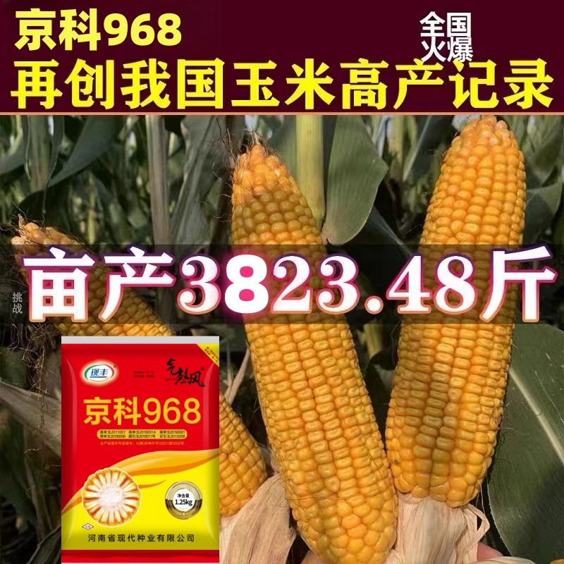 京科968高产特大棒铁杆不倒王 高产装(1亩地)