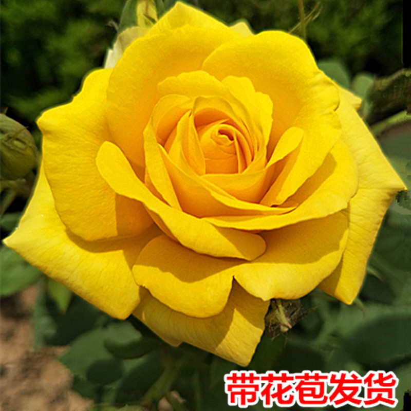 中夢(mèng)大花月季濃香帶花苞發(fā)貨正宗玫瑰月季花苗灌木大花盆栽花卉庭院 純黃色玫瑰月季 不含盆