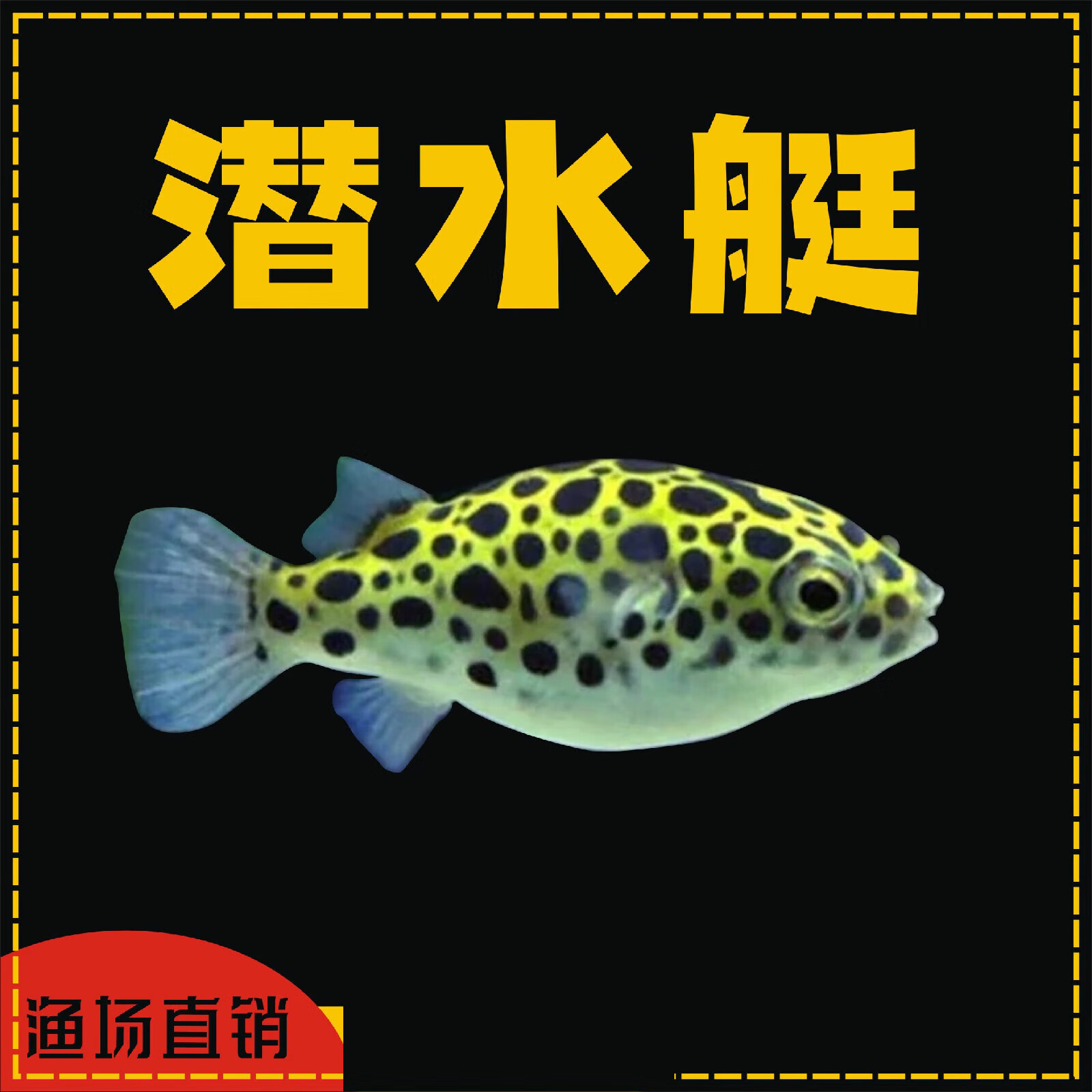 鱼观赏鱼非即食吃螺潜水艇活体会生气的鱼气泡鱼皇冠狗头鱼 河豚2