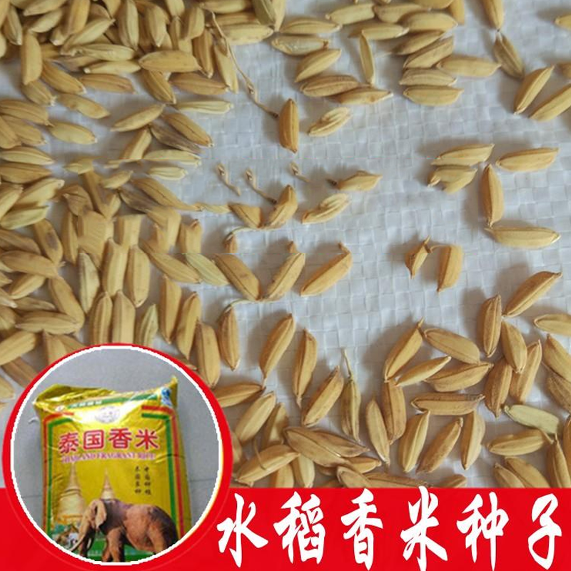 花如嫣水稻种子高产泰国香米种籽散装稻谷水稻种子高产抗倒品种500克