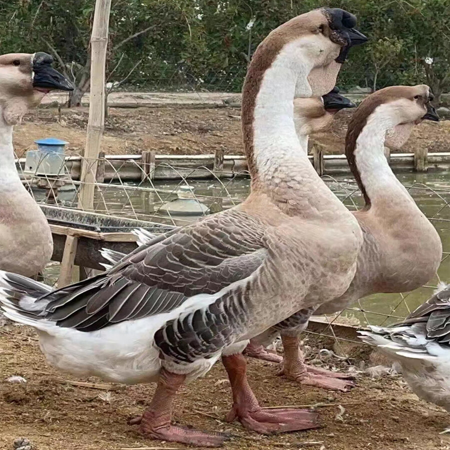 一斤狮头鹅活苗鹅苗特大种正宗潮汕鹅仔纯种狮子头鹅小鹅脱温 脱温12