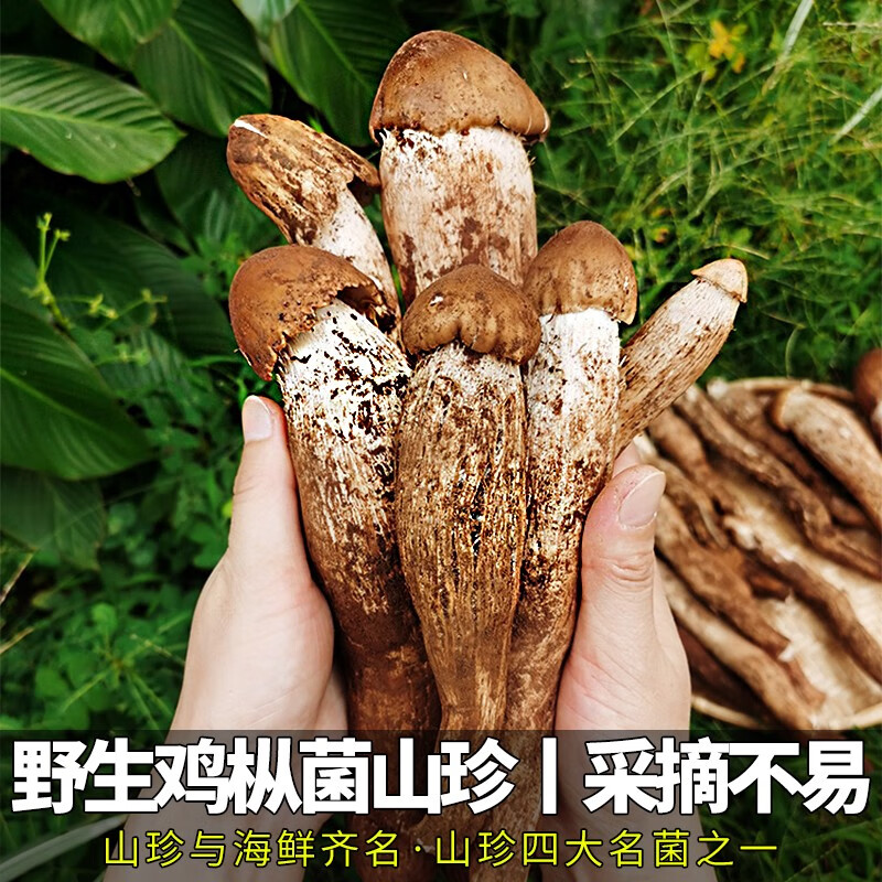 星云湖【现货顺丰】云南野生鸡枞菌 新鲜菌菇蘑菇名菌山珍时令中秋送礼 开伞鸡枞菌(适合炸油鸡枞)4斤